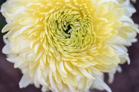 Одноголовые хризантемы - фото и картинки: 69 штук