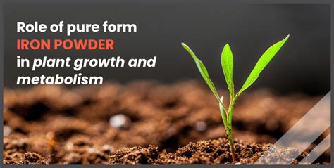 Role of pure form iron in plant growth and metabolism | IMP-India