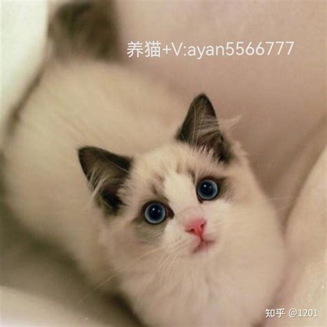 一只布偶猫幼崽需要多少钱 知乎