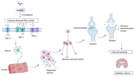 Brain Sciences Free Full Text Protein Kinase C Pkc In