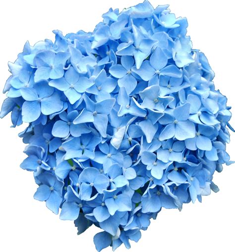 Blue Hydrangea Png By Welshdragonstocknart On Deviantart