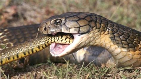 Il Cobra Reale Il Cacciatore Di Serpenti Per Eccellenza Il Velenoso