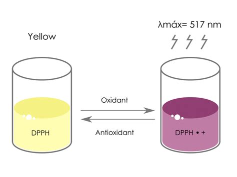 Dpph Antioxidant Capacity Libios