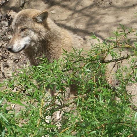 Wolf Alpenzoo Innsbruck Der Beutelwolf Blog