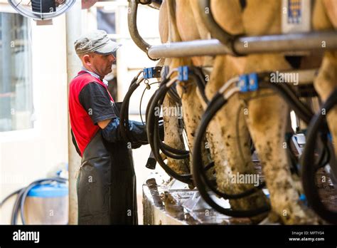 Milking Cows Hi Res Stock Photography And Images Alamy