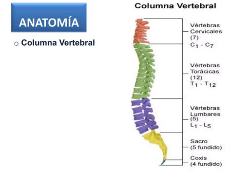 Trauma De La Columna Vertebral Y Medula Espinal Ppt