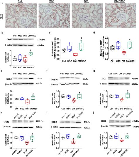 Human Umbilical Cord Mesenchymal Stem Cells Hucmscs Upregulated Renal Download Scientific