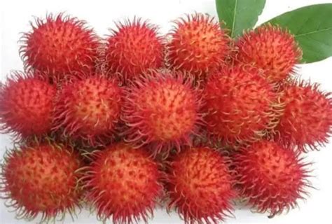 Dapat Meningkatkan Energi 5 Manfaat Buah Rambutan Untuk Kesehatan