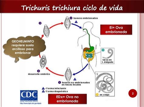 Trichuris Trichiura