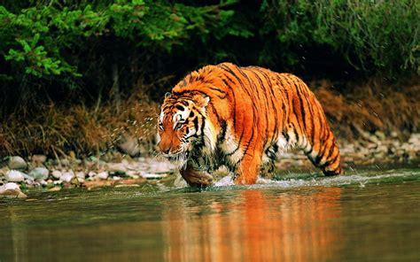 Tiger Drinking Water Wallpapers - Top Free Tiger Drinking Water ...