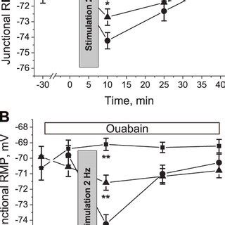 Repetitive Stimulation Of Rat Soleus Muscle After 6 H Of HS