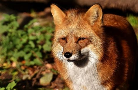 Fuchs 동물의 세계 야생 동물 - Pixabay의 무료 사진