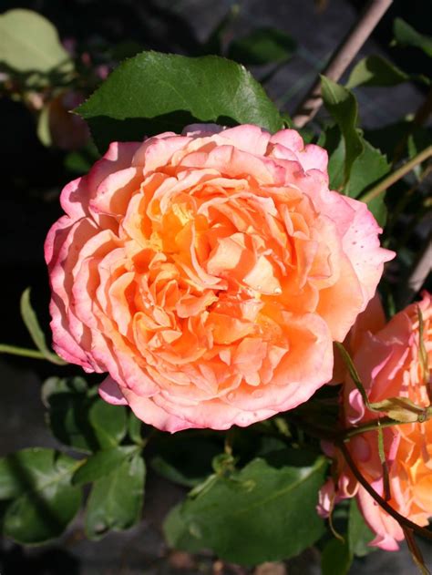 Edelrose Albrecht Dürer Rose ® Expertenwissen Zu Dieser Rose