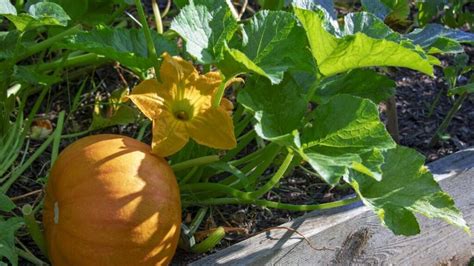 Gu A Completa De Plantaci N De Calabaza Paso A Paso Para Un Huerto