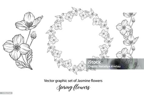Eine Reihe Von Grafischen Blumenkompositionen Mit Jasminblüten Jasmin