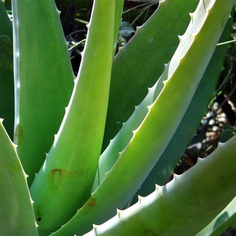 Aloe Vera Alo Vera Zaden Onszaden