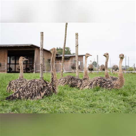 Der Vogel Strau Aus Afrika Alles Ber Das Tier