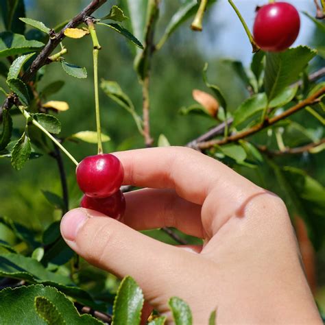 Lapins Cherry Tree For Sale Enjoy Abundant Harvests Of Delicious