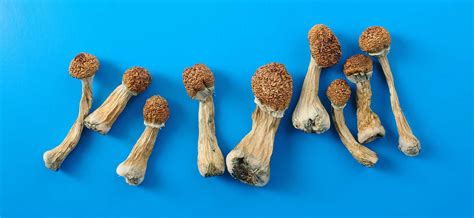 The Benefits Of Microdosing Mushrooms Psycann Advisors Canna