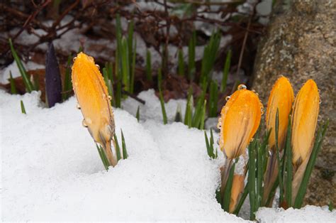 First Blooms of Spring - Pentax User Photo Gallery