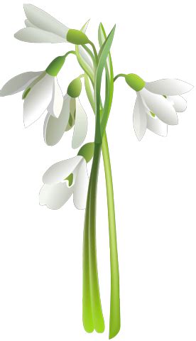 Подснежники для фотошопа - Цветы - Картинки PNG - Галерейка