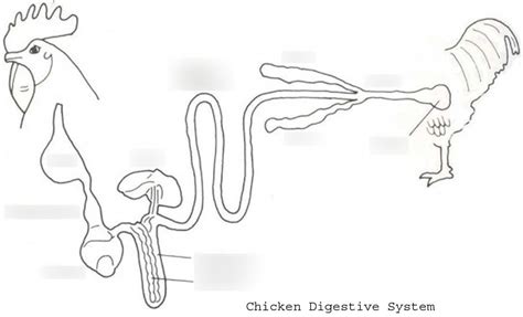 Anima Science Exam Study Guide Diagram Quizlet