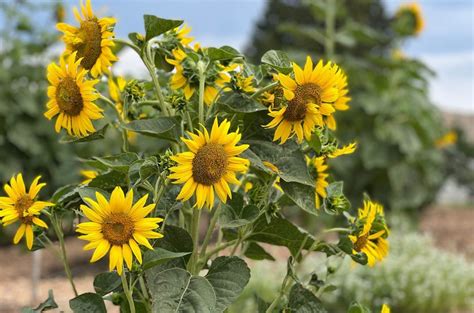 Bountiful Farms To Visit In Lake Chelan Mountain View Lodge And Resort