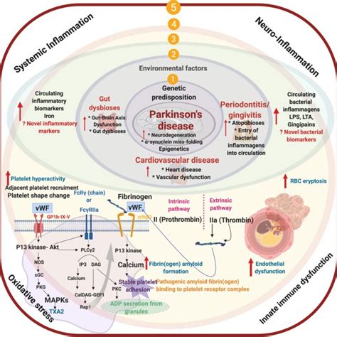 1 Genetic Epigenetic Predisposition And 2 Environmental Factors