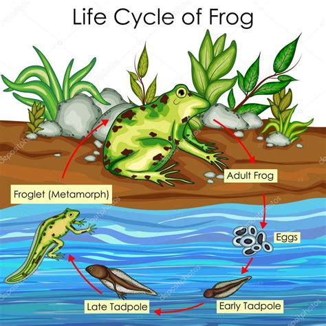 Carta Educativa De Biolog A Para El Ciclo De Vida Del Diagrama De La