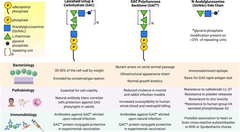 Immunobiology Of The Classical Lancefield Group A Streptococcal