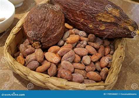 Dry Cacao Pod With Heap Of Roasted Cacao Beans In A Chocolate Shop In