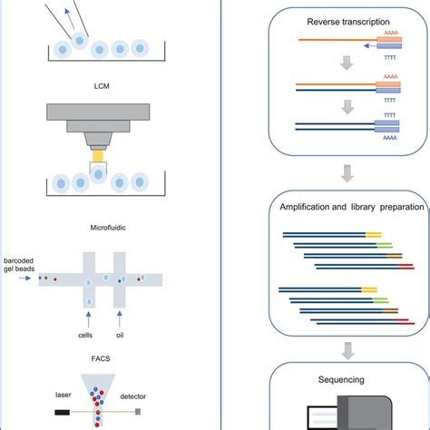 Illustration Of Single‐cell Rna‐sequencing Scrna‐seq Experiments A Download Scientific