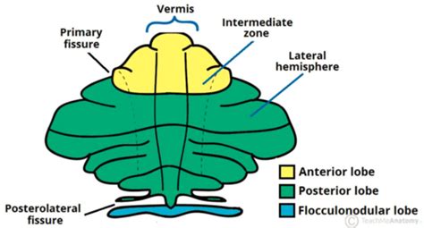 Cerebellum Lecture Flashcards Quizlet