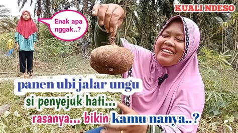 Panen Ubi Jalar Di Kebun Sendiri Lanjut Merebus Ubi Jalar Untuk