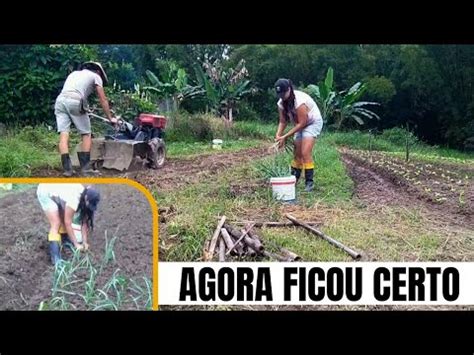 Tivemos Que Arrancar Todos E Plantar Novamente Replantio Plantio Das