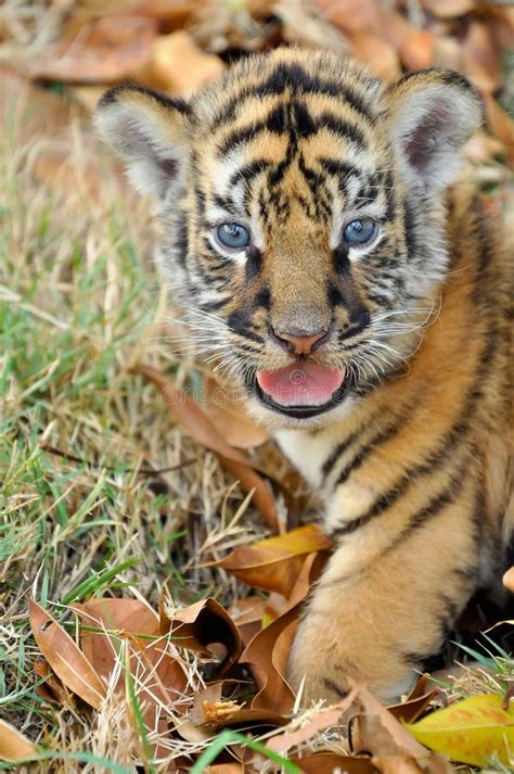 Baby bengal tiger stock image. Image of aggression, dangerous - 32654535