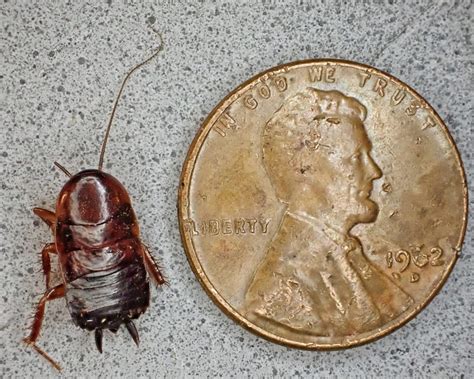 Parcoblatta Americana Western Wood Cockroach Things Of The