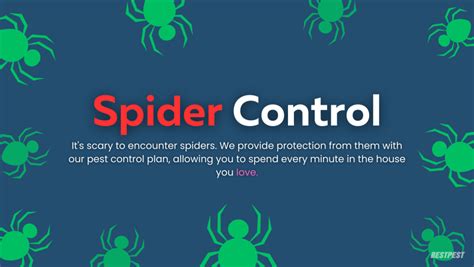 Spider Pest Control Services In Toronto Spiders Toronto