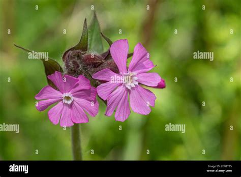 Red Campion Silene Dioica Wildflower Flowering In May Uk Stock Photo