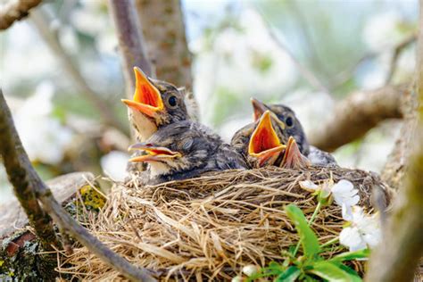 Baby Birds In Nest