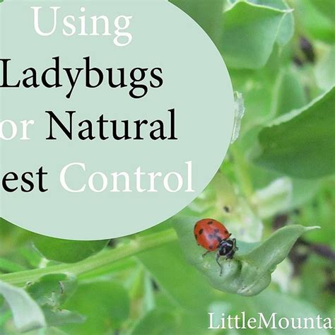 Natural Pest Control: Using Ladybugs | Natural pest control, Pest ...