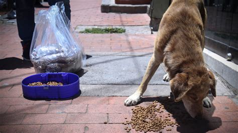 Descubrir 104 Imagen Casas De Carton Para Perros Callejeros Abzlocalmx