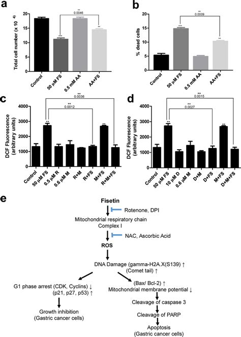 Proposed Mechanism Of Fisetin Induced Apoptosis In Human Gastric Cancer