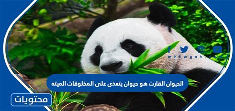 الحيوان القارت هو حيوان يتغذى على المخلوقات الميته موقع محتويات