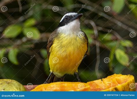 The Great Kiskadee Pitangus Sulphuratus Is A Passerine Bird In The