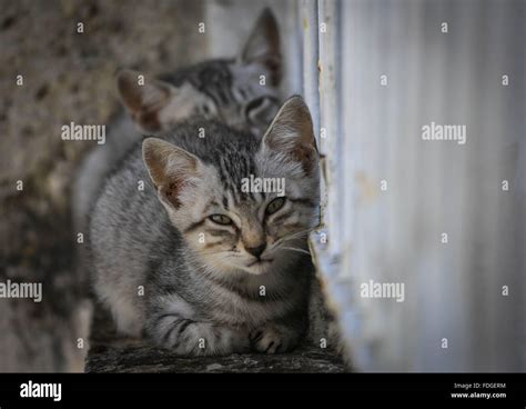 Occhi Di Gatto Fotos e Imágenes de stock Alamy