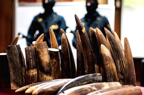 Indonesia Jakarta Ivory Smuggling