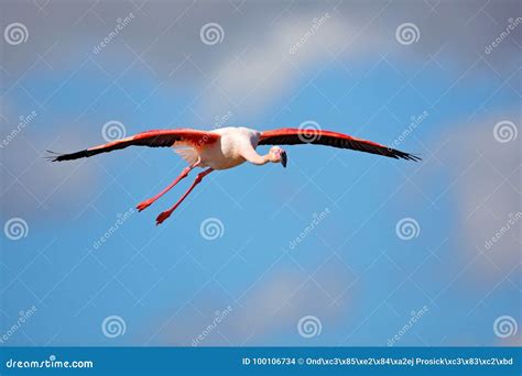 Flying Greater Flamingo Phoenicopterus Ruber Pink Big Bird With Clear