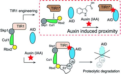 A Chemically Induced Proximity System Engineered From The Plant Auxin