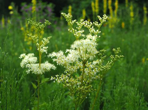 Moerasspirea Wilde Marjolein Flickr